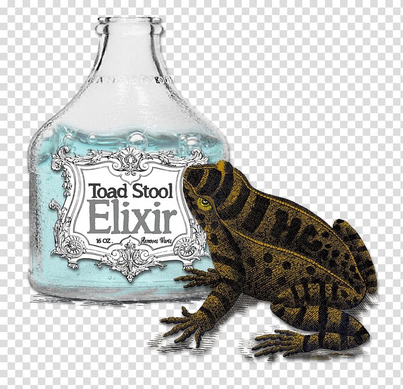 Frog Glass bottle Reptile, frog transparent background PNG clipart