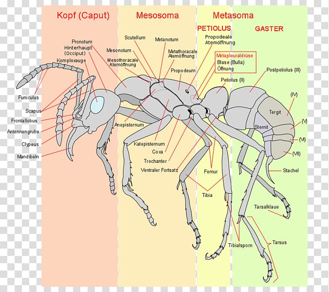 The Ants Insect Anatomy Hymenopterans, insect transparent background PNG clipart