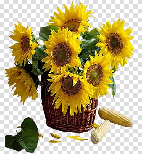 Common sunflower , Sunflower Available In Different Size transparent background PNG clipart
