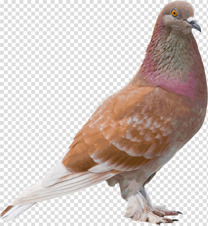 Columbidae Bird Color, Bird transparent background PNG clipart