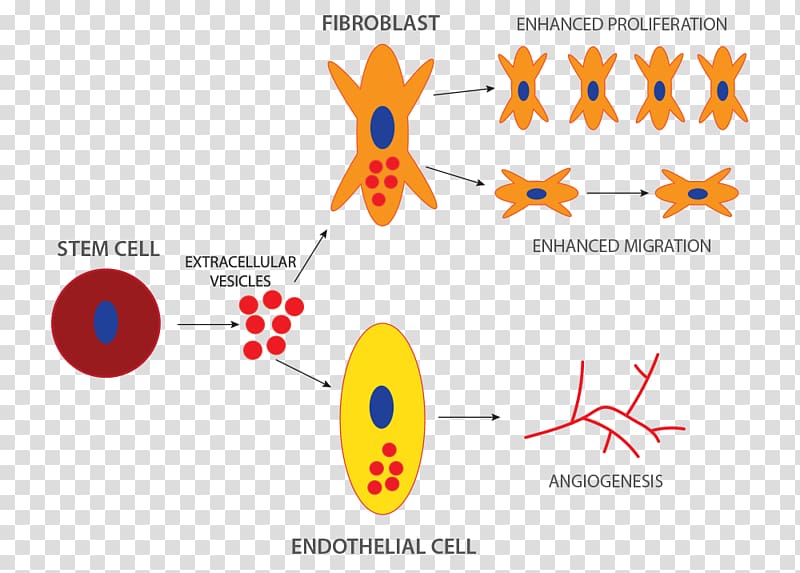 Stem cell Microvesicles Therapy, technology transparent background PNG clipart