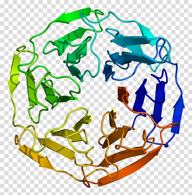 KEAP1 Kelch protein Protein Data Bank Protein domain, others transparent background PNG clipart