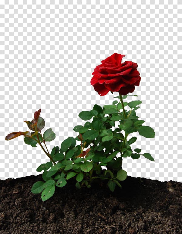 Garden roses Desktop , little prince rose transparent background PNG clipart