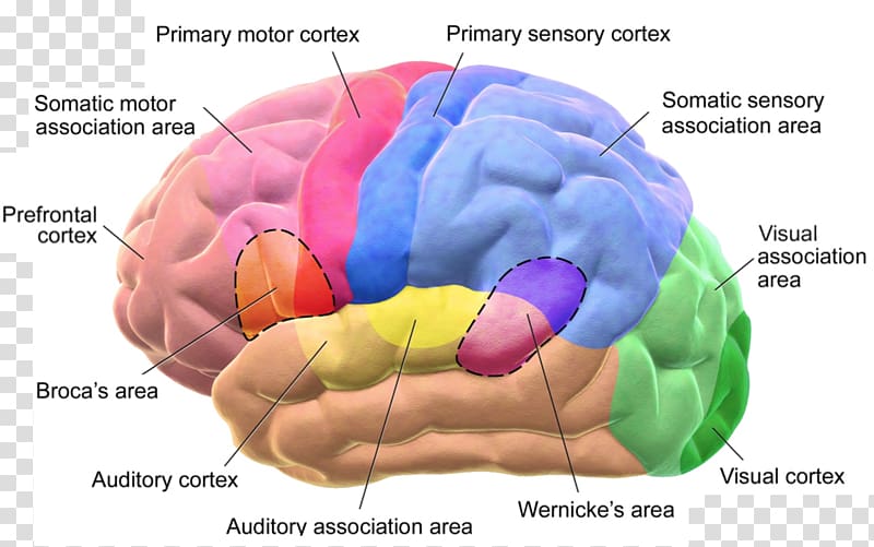 Cerebral cortex Broca\'s area Lobes of the brain Wernicke\'s area, Brain transparent background PNG clipart