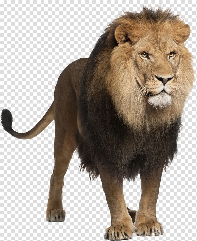 Lion Computer file, Lion transparent background PNG clipart