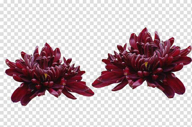 Chrysanthemum xd7grandiflorum Purple Flower Inkstick, Mexican wine sets of cars transparent background PNG clipart