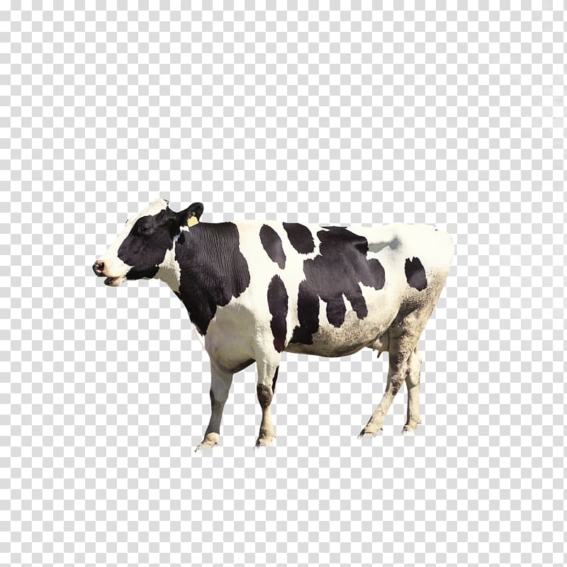 white and black cattle , Dairy cattle Milk Live, Dairy cow transparent background PNG clipart