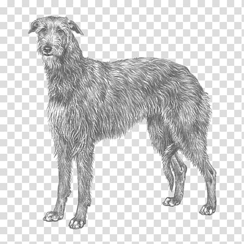 Silken Windhound Scottish Deerhound Lurcher American staghound Afghan Hound, race transparent background PNG clipart