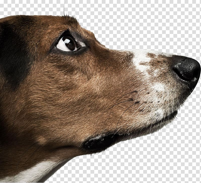 Basset Hound Dachshund Labrador Retriever Chihuahua , Free dog pull material transparent background PNG clipart
