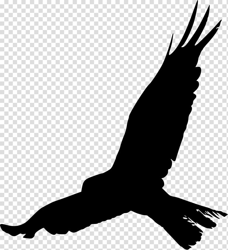 Bird Crows Silhouette Beak Feather, birds silhouette transparent background PNG clipart