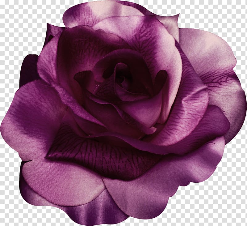 Garden roses Centifolia roses Beach rose Violet Purple, Purple Rose transparent background PNG clipart