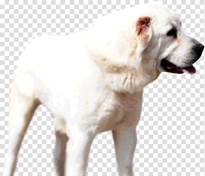 Akbash dog Central Asian Shepherd Dog Great Pyrenees Caucasian Shepherd Dog Pungsan dog, puppy transparent background PNG clipart