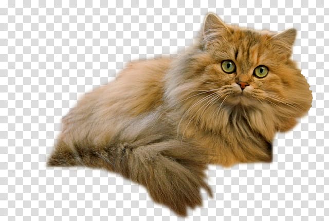 Persian cat Asian Semi-longhair Siberian cat Cymric British Semi-longhair, British Shorthair transparent background PNG clipart