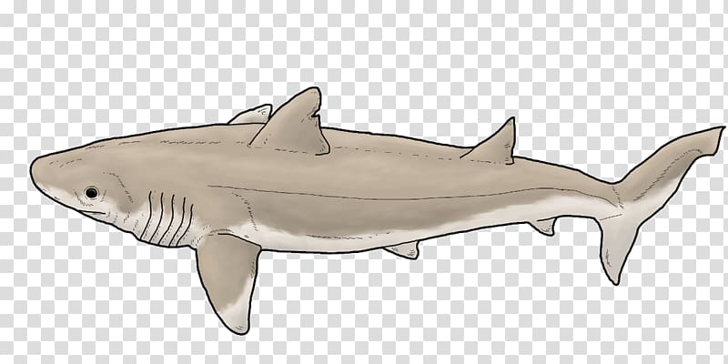 Tiger shark Digital art , shark transparent background PNG clipart