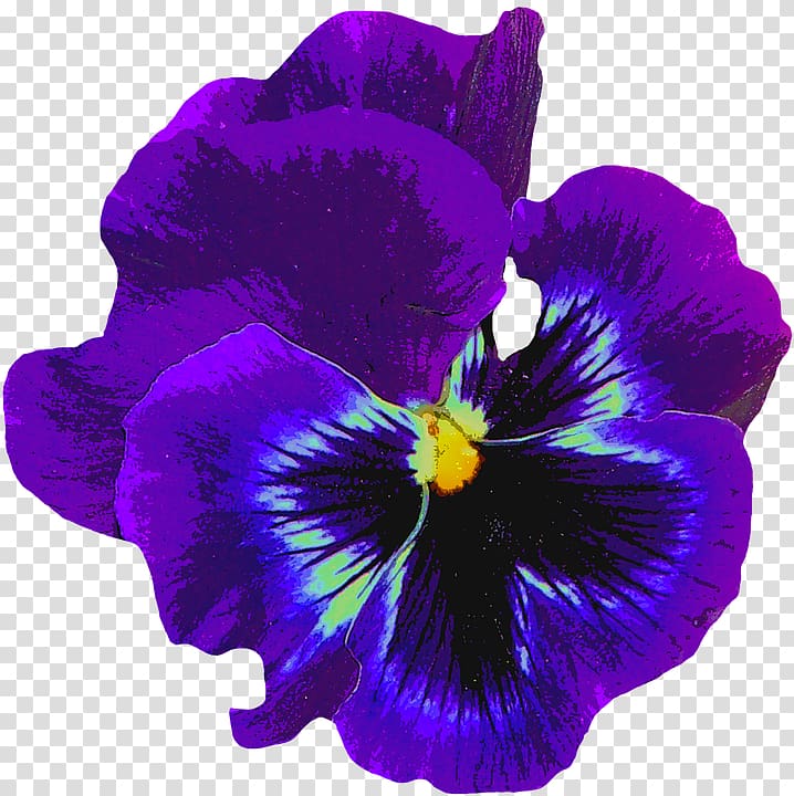 Pansy Sweet violet, Pansy Flower transparent background PNG clipart