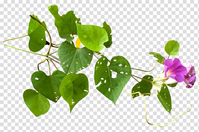 Herbaceous plant Blog Petal, plant transparent background PNG clipart
