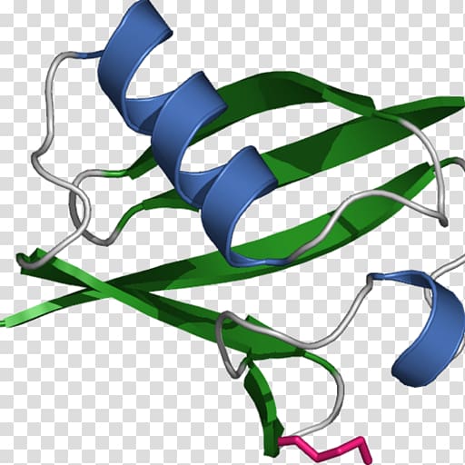 Ubiquitin Protein Proteasome Cell signaling, others transparent background PNG clipart