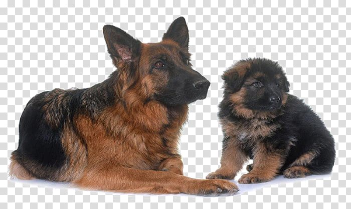 Old German Shepherd Dog King Shepherd Puppy Shiloh Shepherd dog, puppy transparent background PNG clipart