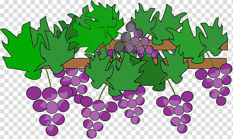 Common Grape Vine Wine , Grape Leaf transparent background PNG clipart