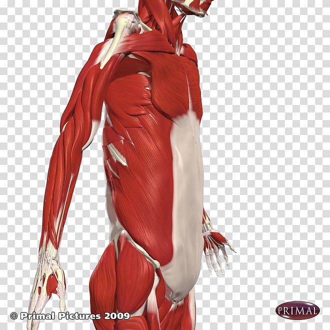 Superhero Figurine Muscle, shoulder pain transparent background PNG clipart