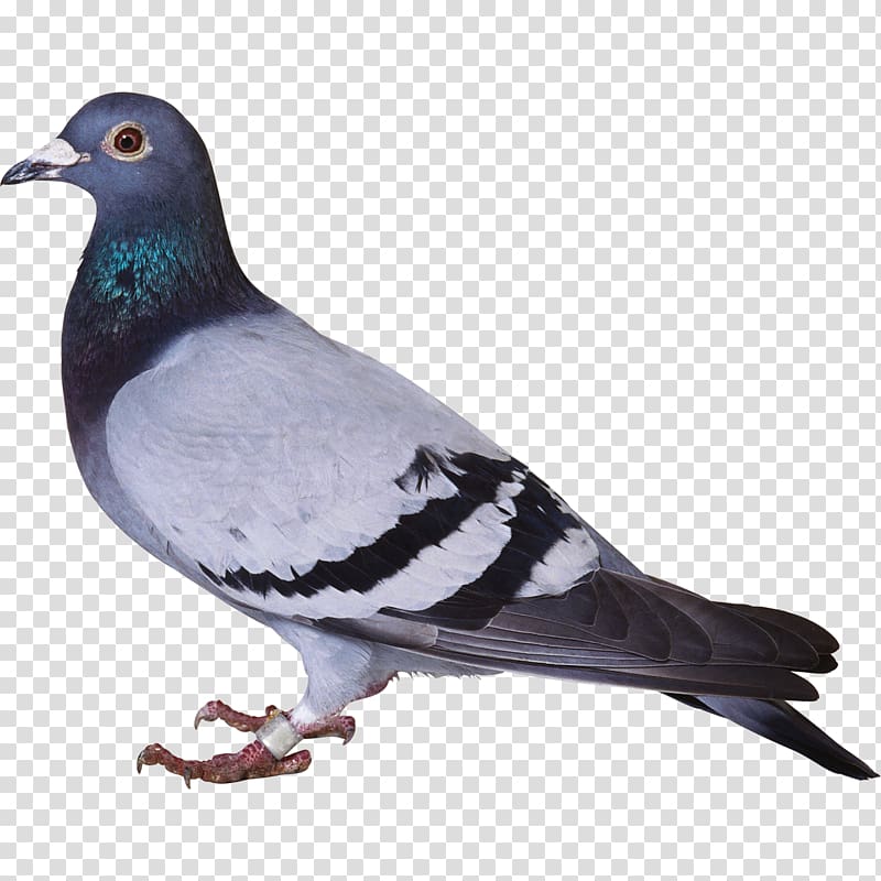 Consonant Hindi Domestic pigeon Alphabet Columbidae, Love bird transparent background PNG clipart