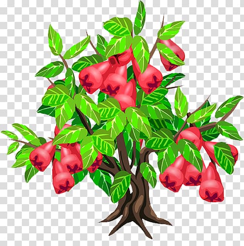 Java apple Fruit tree Strawberry, Wax apple tree transparent background PNG clipart