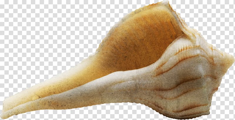 Sea snail Seashell Conch, Yellow Conch transparent background PNG clipart