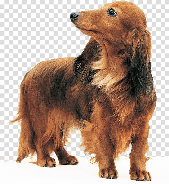 Dachshund Dog breed Bloodhound Basset Hound Sussex Spaniel, others transparent background PNG clipart