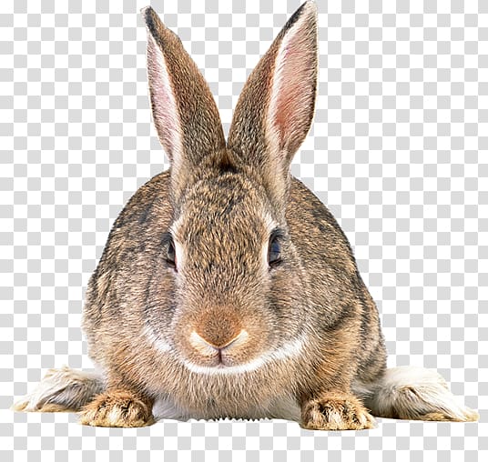 Angel Bunny Portable Network Graphics Rabbit , rabbit transparent background PNG clipart