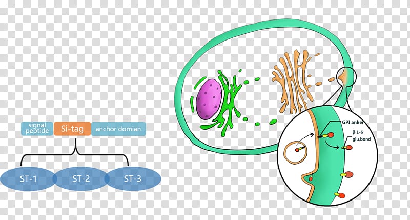 Yarrowia lipolytica International Genetically Engineered Machine Cell Protein Secretion, parts transparent background PNG clipart