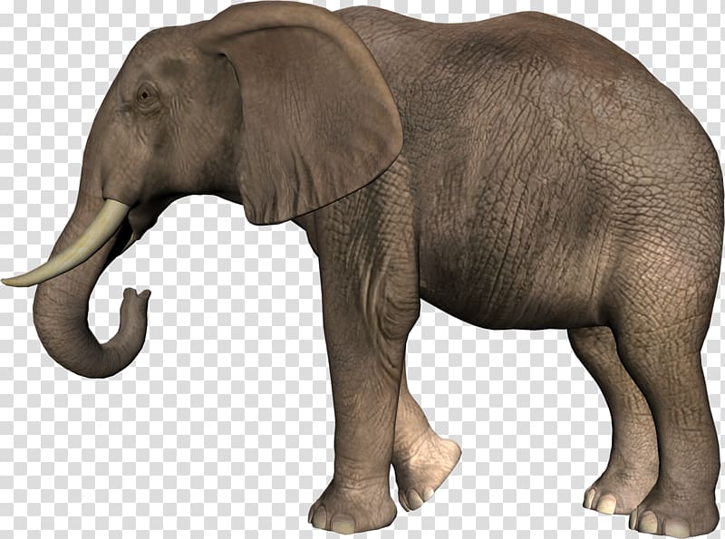African bush elephant Asian elephant , Elephant transparent background PNG clipart