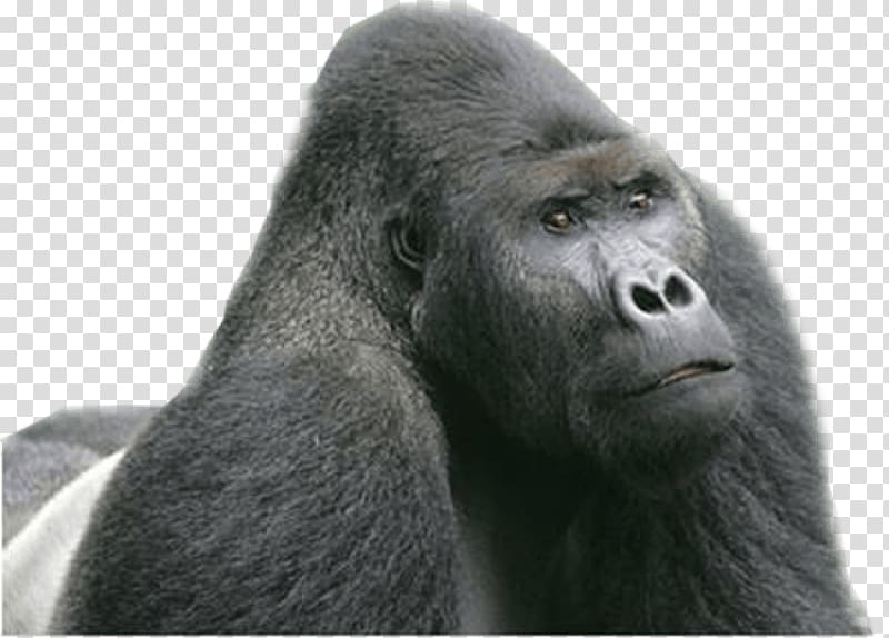 Chimpanzee Eastern lowland gorilla Mountain gorilla Western lowland gorilla Biega, Gorilla Glue 4 transparent background PNG clipart