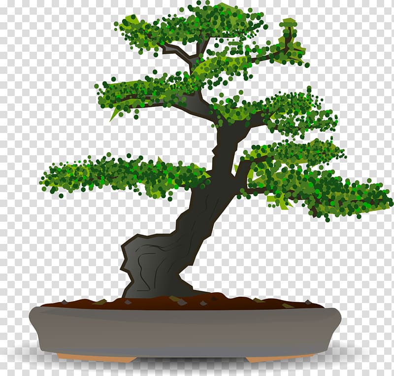 Bonsai Tree Sageretia theezans , bonsai transparent background PNG clipart