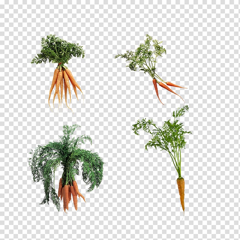 Carrot Leaf Sticker, Carrot leaves transparent background PNG clipart