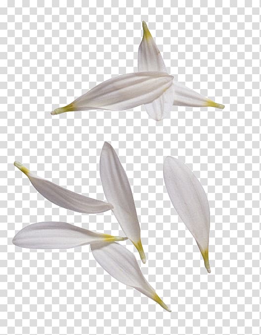 Petal Flower Leaf , flower transparent background PNG clipart