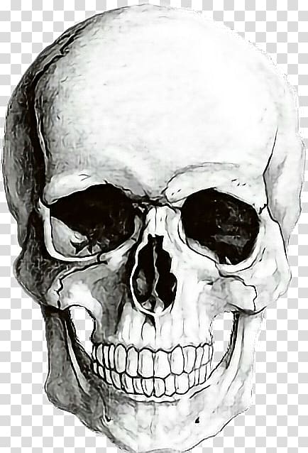 human skull painting, Human skull symbolism Human skeleton Drawing, skull transparent background PNG clipart
