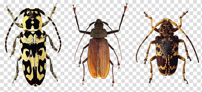 Varied carpet beetle Pixabay, insect transparent background PNG clipart