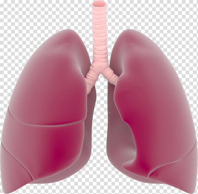 Lung Respiratory system , Lungs transparent background PNG clipart