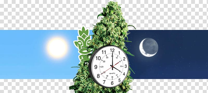 Skunk Cannabis sativa Cannabis ruderalis Tetrahydrocannabinol, Autoflowering Cannabis transparent background PNG clipart
