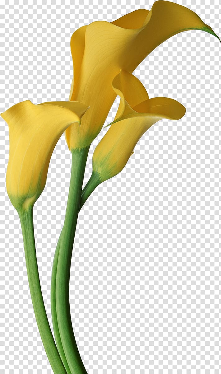 Arum-lily Lilium Callalily Flower , gladiolus transparent background PNG clipart