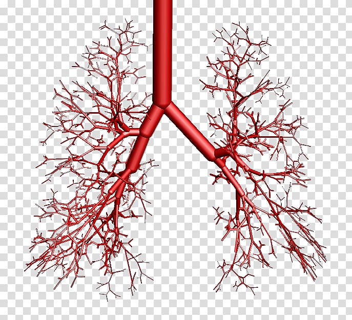 Bronchus Lung Breathing Vertebrate OpenSim, trachea transparent background PNG clipart