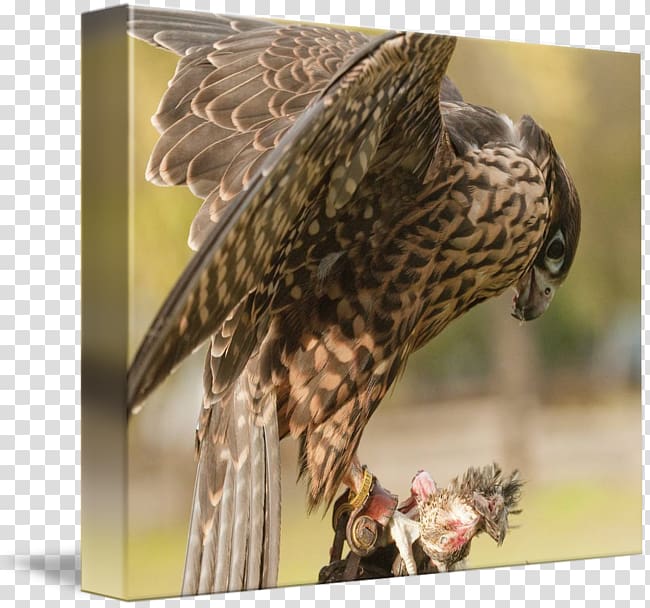 Hawk Owl Buzzard Eagle Beak, owl transparent background PNG clipart