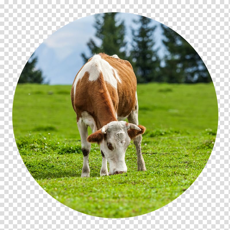 Hydrolyzed collagen Cattle Eating, grazing cows transparent background PNG clipart