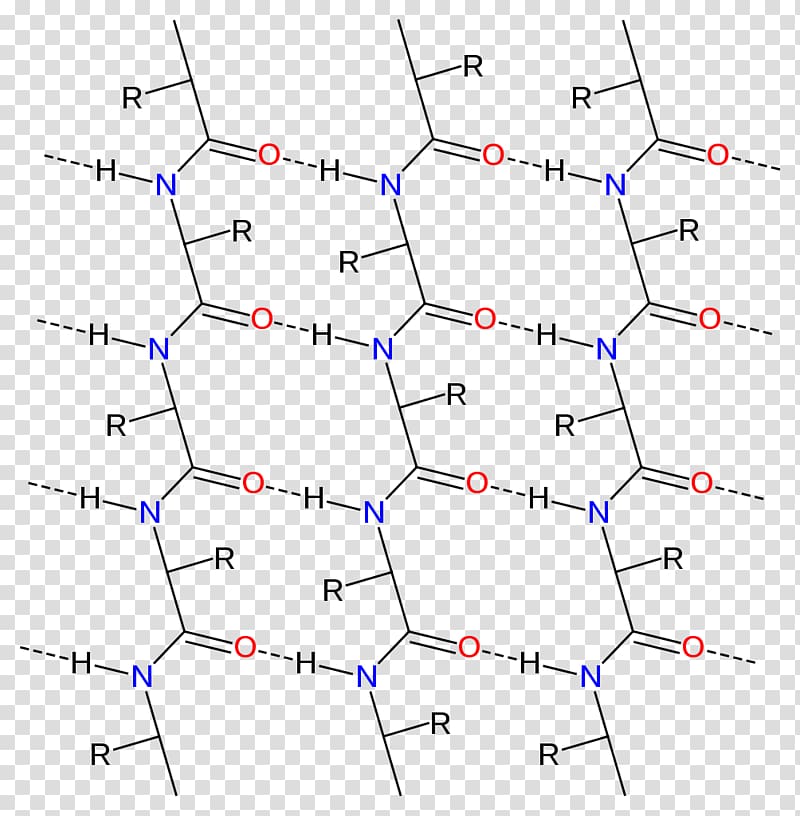 Beta sheet Alpha sheet Chemical bond Peptide bond Protein, others transparent background PNG clipart