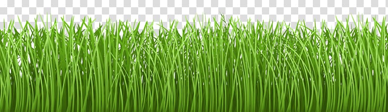 green grass illustration, Lawn Groundcover , Grass Ground Cover transparent background PNG clipart