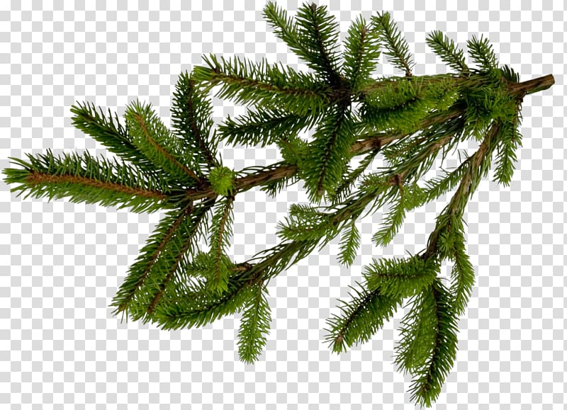 Fir Spruce Pine Conifers Tree, tree transparent background PNG clipart