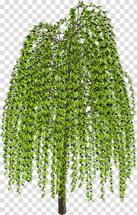 Weeping willow Tree Drawing , tree transparent background PNG clipart