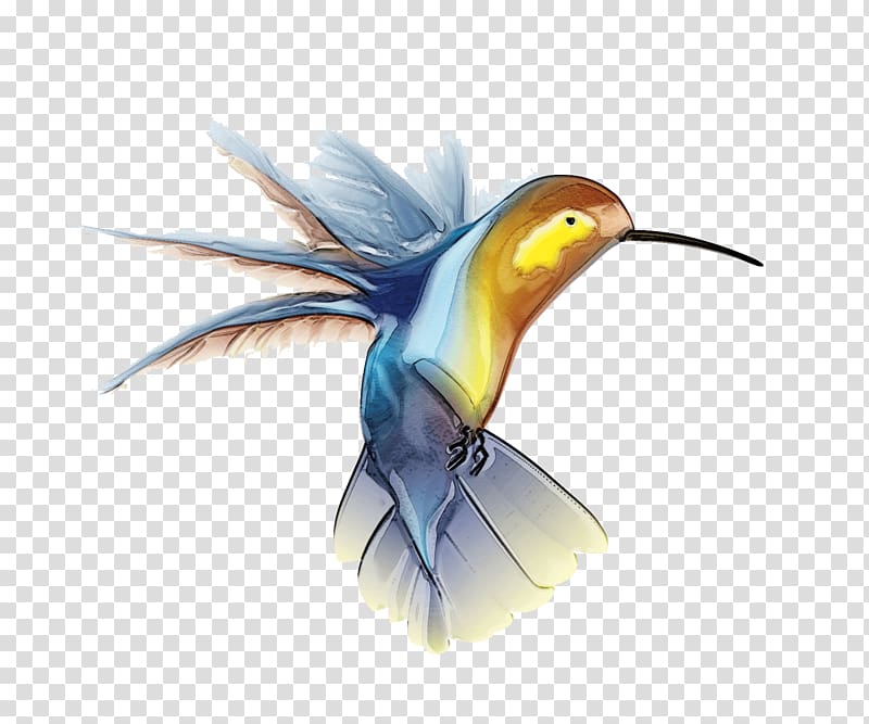 Brown And Blue Bird Drawing Hummingbird Tattoo Transparent Background Png Clipart Hiclipart