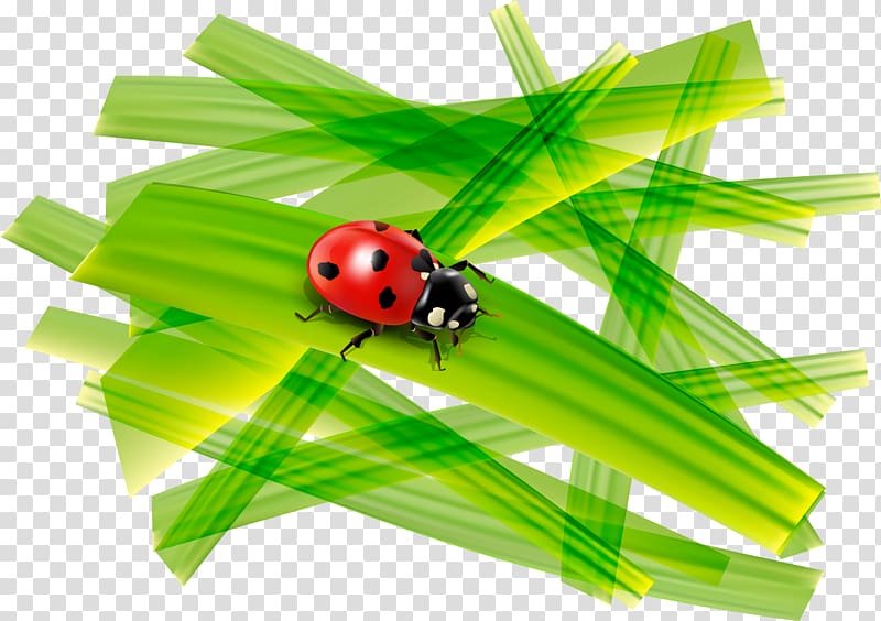 Ladybird Coccinella septempunctata, Nature Ladybug pattern transparent background PNG clipart