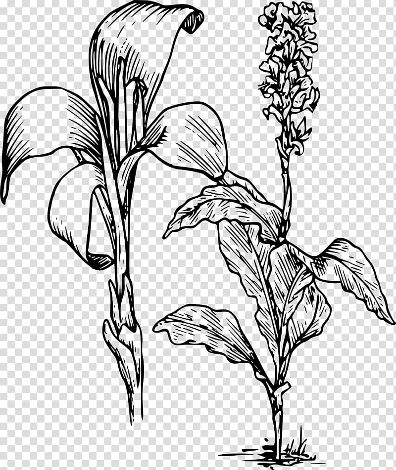 Arum-lily Canna indica Flower Tiger lily , daffodil transparent background PNG clipart